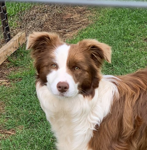 Scout (Terrabella Sun Seeker)