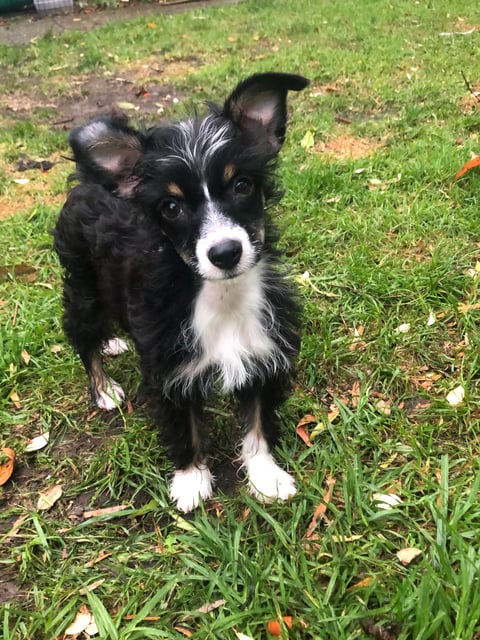 Crestie puppy 14 weeks old 