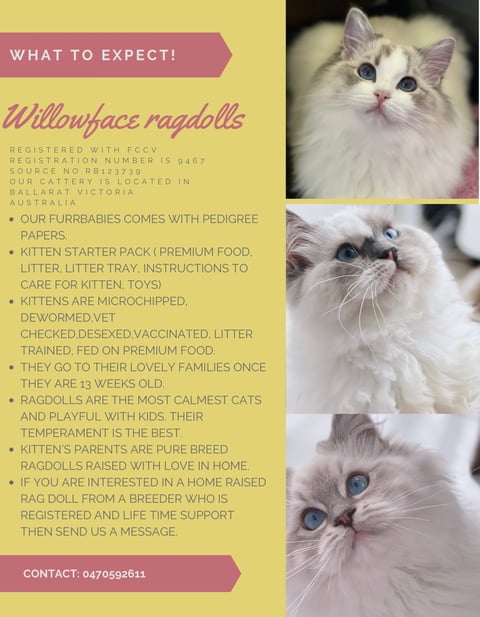 Willowface ragdolls