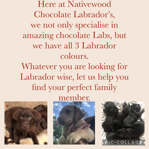 Nativewood Chocolate Labradores