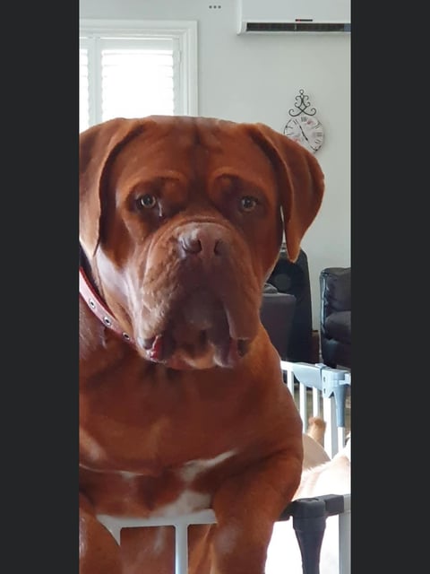 DeauxBoutik - Dogue de Bordeaux - Frankie