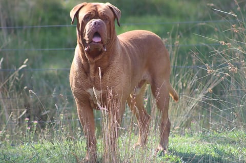 DeauxBoutik - Dogue de Bordeaux - Scooby