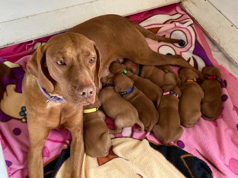 Segito Hungarian Vizsla  Puppies