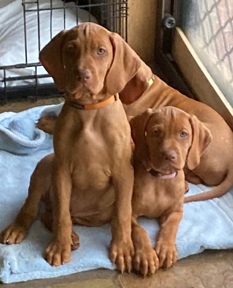 Segito Hungarian Vizslas 