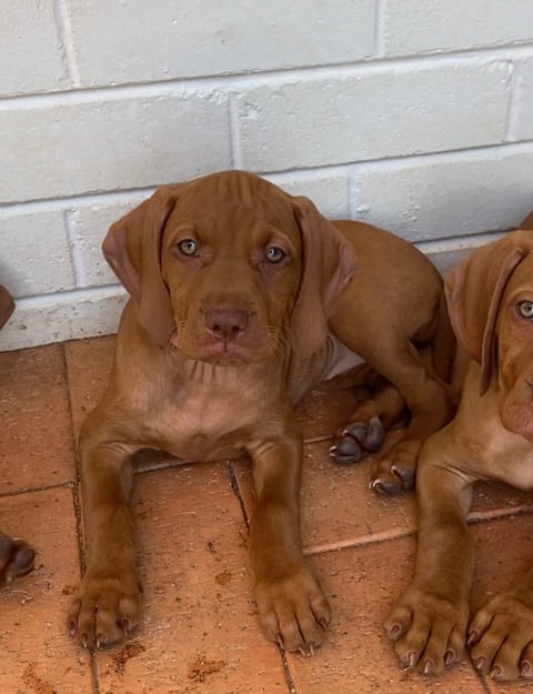 Segito Hungarian Vizslas 