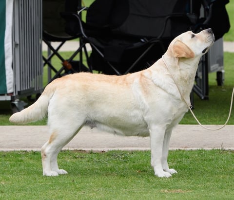 Lornell Labradors - Pheobe 