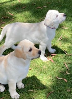 Lornell Labradors - Eik & Paige 