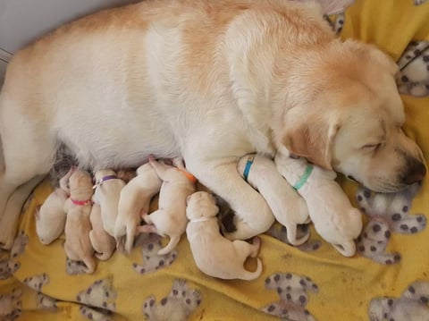 Lornell Labradors - Pheobe & babies 