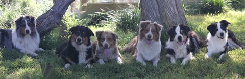 AusFX Australian Shepherds - Gippsland, Vic