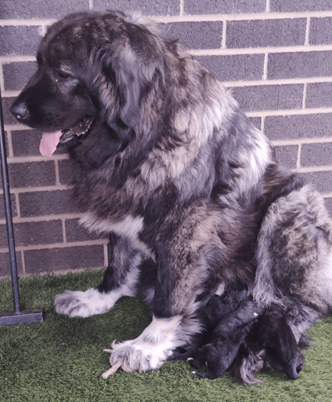 Aquaplanes Caucasian Shepherds 