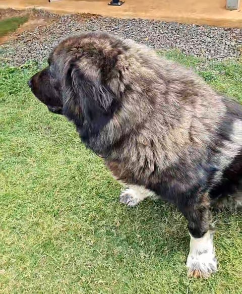 Aquaplanes Caucasian Shepherds 