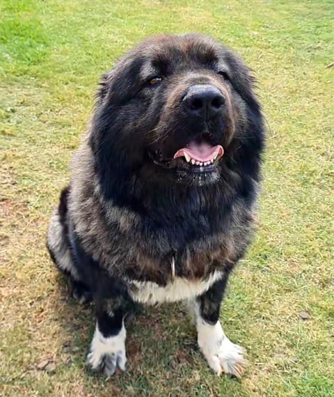 Aquaplanes Caucasian Shepherds 