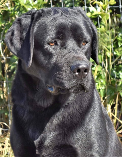 Miandor Labrador Retrievers 