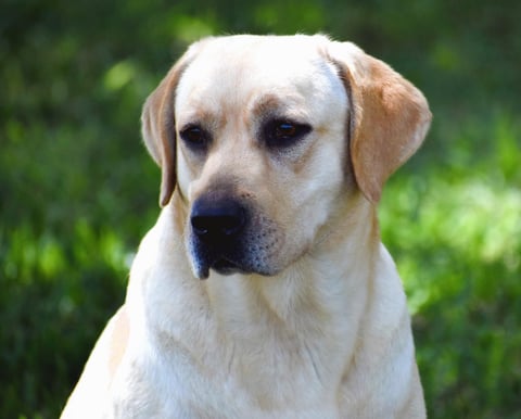 Miandor Labrador Retrievers 