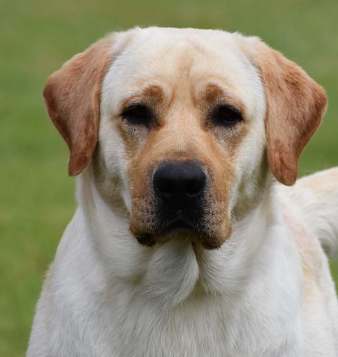 Miandor Labrador Retrievers 