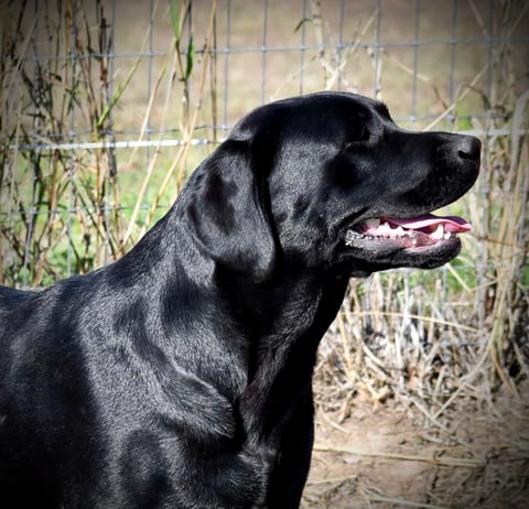 Miandor Labrador Retrievers 