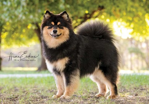 Orical Finnish Lapphunds