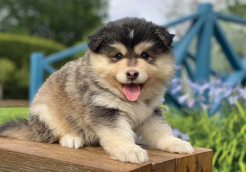 Orical Finnish Lapphunds