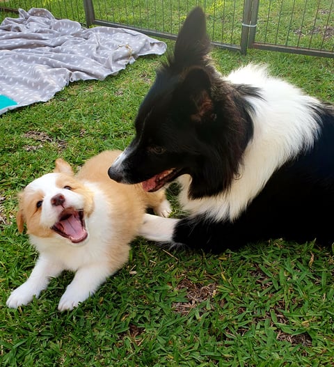 Shancris Border Collies