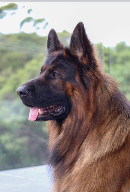 Rebdon German Shepherds