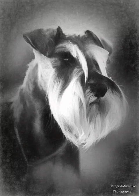 Neringa Miniature Schnauzers