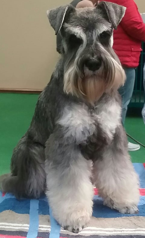 Neringa Miniature Schnauzers