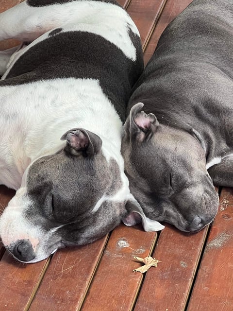 Cujo & Mabel - Crackastaff Staffordshire Bull Terr