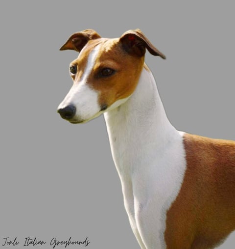 Jonli Italian Greyhounds