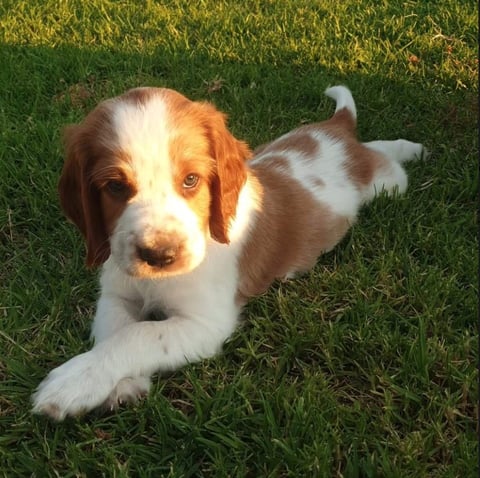 Wynion Welsh Springer Spaniel Pup