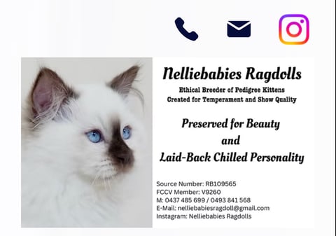 Nelliebabies Ragdolls 