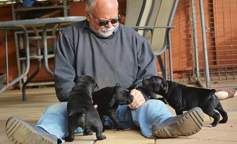 Verandah play with puppies