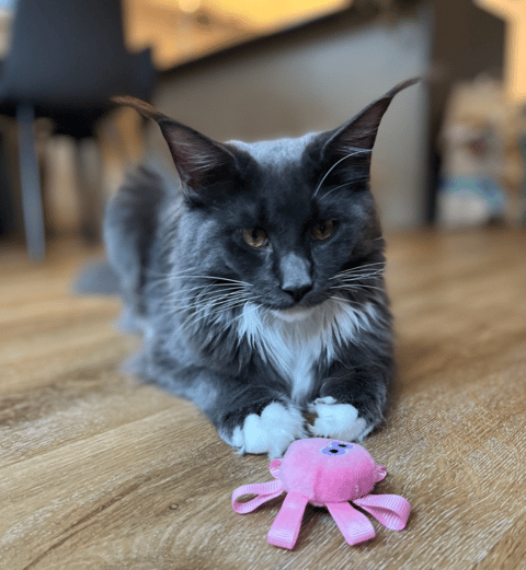 Schmoozer Maine Coons