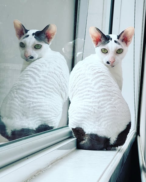 Mythos Cornish Rex