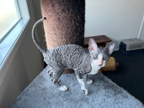 Mythos Cornish Rex