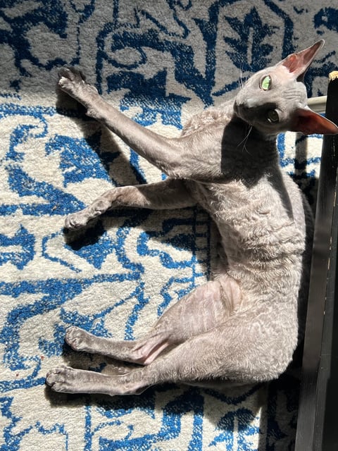 Mythos Cornish Rex