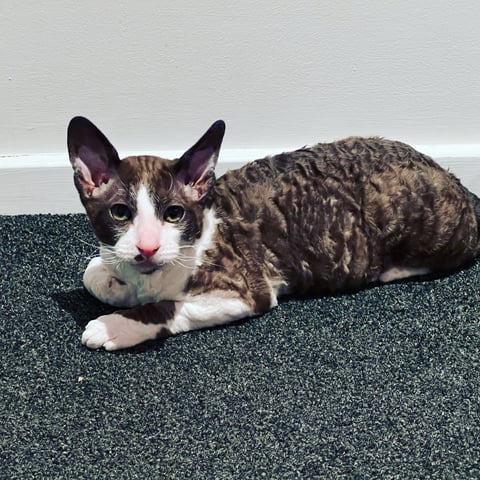 Mythos Cornish Rex