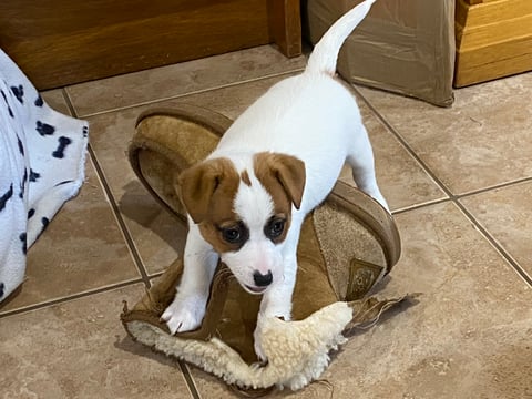 Stonequarry Georgie Girl 'Georgie'