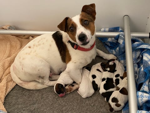 Ariarne with second litter of 6 puppies DOB: 16/2/