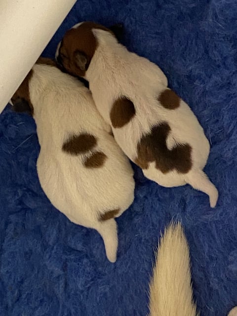 Holly's two puppies. Girl left and boy right.