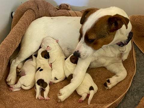 Ariarne with first litter, 4 puppies DOB: 21/1/23