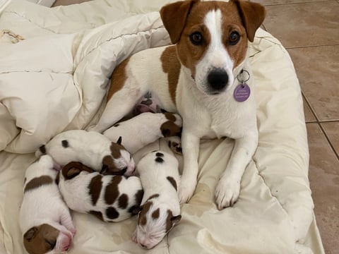 Maggie with first litter, 5 puppies DOB: 15/12/22