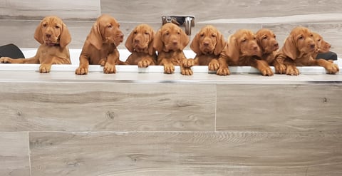 Goldchief Hungarian Vizsla puppies