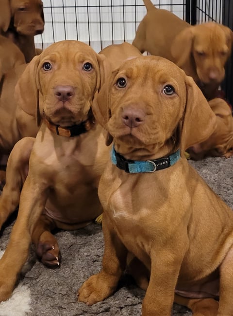 Goldchief Hungarian Vizsla's