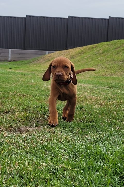 Goldchief Hungarian Vizsla's