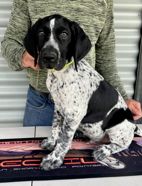 Recoil German Shorthaired Pointers