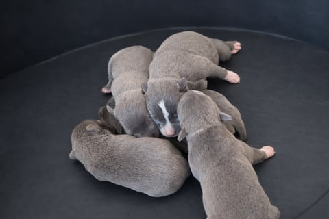 New litter