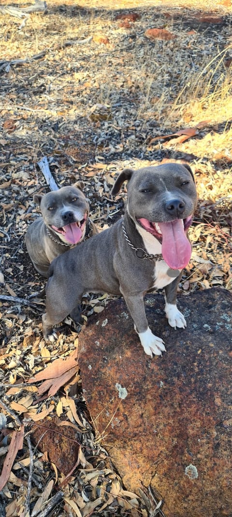 Matestaff Staffordshire Bull Terriers