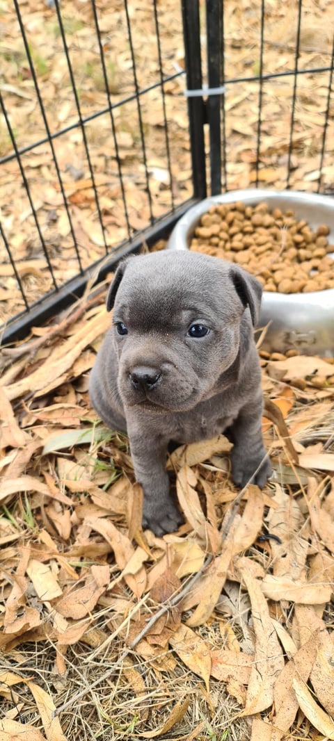 Matestaff Staffordshire Bull Terrier pup