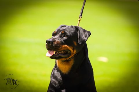 Panthyon Rottweilers