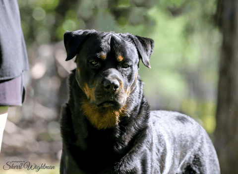 Panthyon Rottweilers